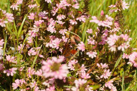 Photo for Beautiful butterfly on scaevola pink flowers in countryside garden. Scaevola aemula blooming in sunny summer meadow. Biodiversity and landscaping garden flower beds - Royalty Free Image