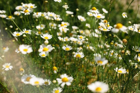 Photo for Beautiful chamomile flowers in wild countryside garden. Blooming daisy wildflowers in sunny summer meadow. Biodiversity and landscaping garden flower beds. Summer banner - Royalty Free Image