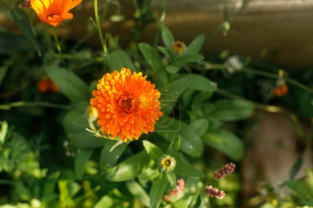 Téléchargez les photos : Belle fleur de calendula dans un jardin sauvage de campagne. Floraison de fleurs sauvages orange dans une prairie ensoleillée d'été. Biodiversité et aménagement paysager des parterres de fleurs de jardin. - en image libre de droit