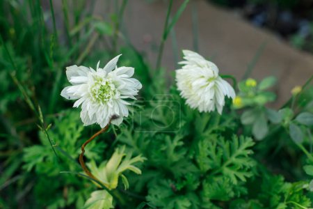 Photo for Anemone flower in countryside garden. White anemona blooming in sunny summer meadow. Biodiversity and landscaping garden flower beds - Royalty Free Image