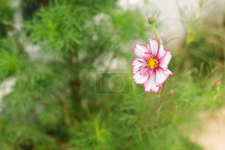 Photo for Beautiful cosmos flower in wild countryside garden. Blooming cosmos wildflowers in sunny summer meadow. Biodiversity and landscaping garden flower beds. Summer banner - Royalty Free Image