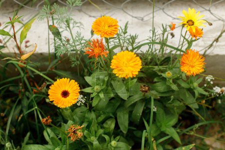 Photo for Beautiful calendula flower in wild countryside garden. Blooming orange wildflowers in sunny summer meadow. Biodiversity and landscaping garden flower beds. - Royalty Free Image