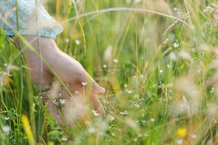 Téléchargez les photos : Femme main parmi les fleurs sauvages dans l'herbe dans la campagne d'été, fermer. Moment atmosphérique insouciant. Jeune femelle cueillant des fleurs sauvages dans la prairie. La vie rurale simple - en image libre de droit