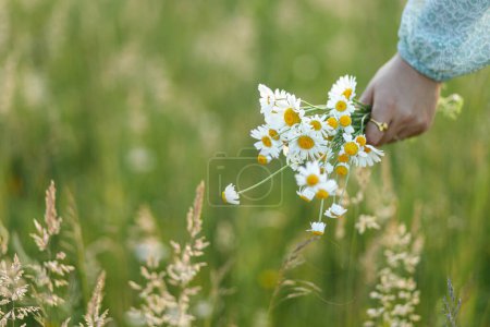 Femme main tenant bouquet de marguerite dans le champ en soirée campagne d'été, fermer. Moment atmosphérique. Jeune femelle cueillant des fleurs sauvages dans la prairie. La vie rurale simple