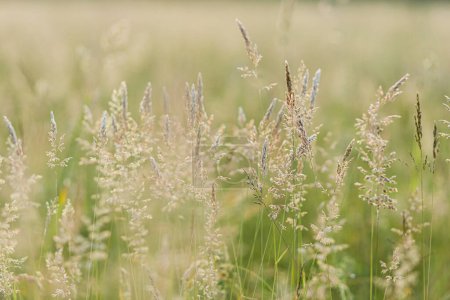 Téléchargez les photos : Herbes sauvages dans l'herbe dans le champ d'été, fermer. Moment atmosphérique. Fleurs sauvages dans la prairie ensoleillée du soir. Rural vie simple, papier peint floral - en image libre de droit