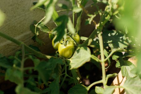 Photo for Tomato plant growing in urban garden. Green tomatoes and flowers close up. Home grown food and organic vegetables. Community garden - Royalty Free Image