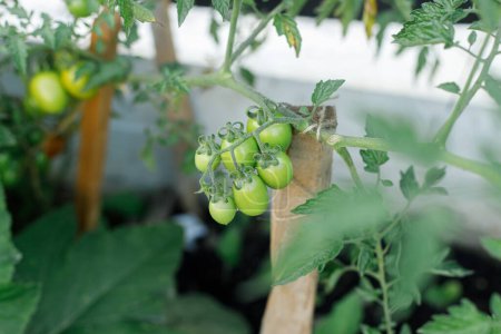 Foto de Planta de tomate creciendo en huerto urbano. Los tomates verdes cierran. Comida casera y verduras orgánicas. Jardín comunitario - Imagen libre de derechos