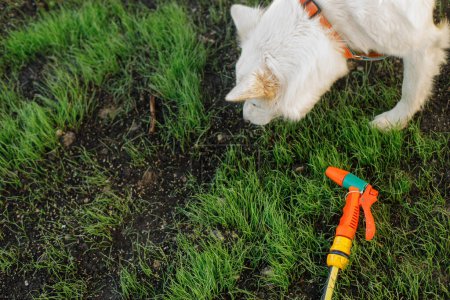 Foto de Lindo perro y manguera con pulverizador en la vista superior de hierba verde. Riego concepto de césped. Mascotas y jardín de verano con aspersor de agua - Imagen libre de derechos