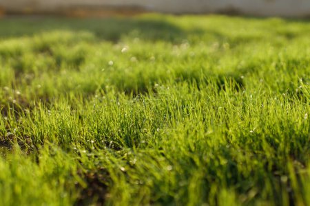 Téléchargez les photos : Pelouse verte près de la lumière du soleil. Jardin d'été et pelouse. herbe verte avec des gouttes d'eau papier peint - en image libre de droit