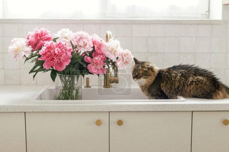 Photo for Cute cat and beautiful peonies in sink on background of brass faucet and white counter in new scandinavian house. Pet and pink peony flowers in modern kitchen interior - Royalty Free Image