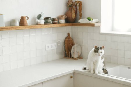 Foto de Lindo gato sentado en la encimera de granito en el fregadero en el fondo de la cocina blanca moderna con detalles de latón en la nueva casa escandinava. Mascotas y elegante cocina interior. Diseño mínimo de la cocina - Imagen libre de derechos