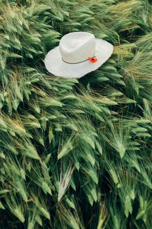 Téléchargez les photos : Chapeau rustique en paille et pavot rouge sur les épis d'orge dans le champ du soir, vue ci-dessus. Fleurs sauvages et chapeau de ferme dans la campagne estivale. Moment atmosphérique dans la prairie du soir - en image libre de droit