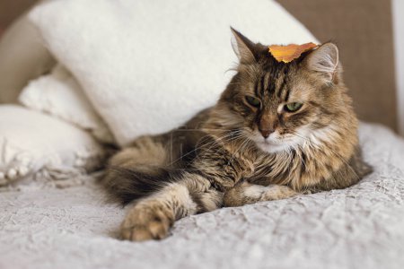 Foto de Lindo gato con hoja de otoño en la cabeza acostado en la cama en una habitación moderna y elegante. Mascotas y acogedora casa. Retrato de adorable gato tabby serio relajándose sobre manta y almohadas. Mezcla de raza Maine Coon - Imagen libre de derechos