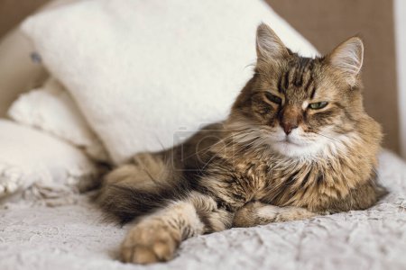 Foto de Retrato de adorable gato tabby serio relajándose sobre manta y almohadas. Lindo gato acostado en la cama en elegante habitación moderna. Mascotas y acogedora casa. Mezcla de raza siberiana felino mirando la cámara - Imagen libre de derechos