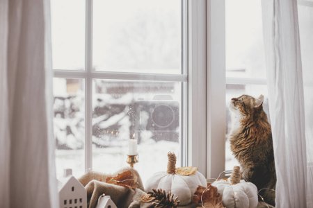 Téléchargez les photos : Cute cat looking in window and sitting with pumpkins pillows, fall leaves, candle, lights on cozy scarf on windowsill. Pet and cozy autumn in home. Adorable tabby cat relaxing at hygge fall decor - en image libre de droit
