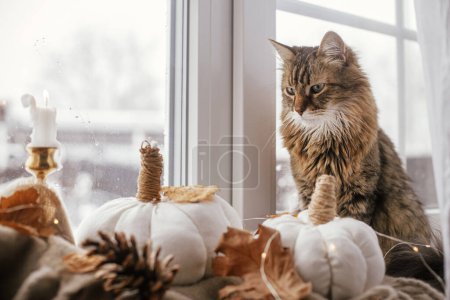 Foto de Cute cat sitting at pumpkins pillows, fall leaves, candle, lights on cozy brown scarf on windowsill. Adorable tabby cat relaxing on background of hygge fall home decor. Happy Thanksgiving - Imagen libre de derechos