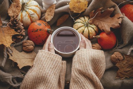 Téléchargez les photos : Cozy Autumn. Hands in sweater holding warm cup of tea flat lay with stylish pumpkins, fall leaves, lights on brown scarf on windowsill. Autumn hygge, fall home decor. Happy Thanksgiving - en image libre de droit