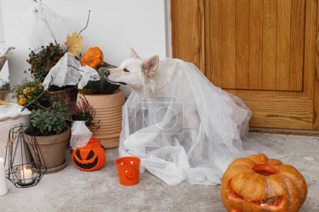 Photo for Trick or treat! Spooky dog ghost at front of house with Jack o lantern pumpkin, spiders web and candles. Cute white puppy dressed as ghost at halloween decor on porch. Happy Halloween - Royalty Free Image