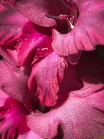 Téléchargez les photos : Beaux pétales de gladiole rose rapprochés à la lumière du soleil. Élégante fleur nature morte, composition artistique. Papier peint vertical floral tendance, pétales étincelants - en image libre de droit