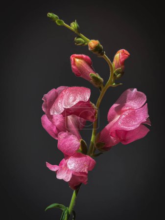 Téléchargez les photos : Fleurs Nature morte. Magnifique snapdragon rose en gros plan sur fond gris humide. Composition artistique élégante. Fond d'écran vertical floral - en image libre de droit