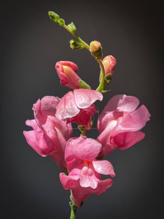 Téléchargez les photos : Fleurs Nature morte. Magnifique snapdragon rose en gros plan sur fond gris humide. Composition artistique élégante. Fond d'écran vertical floral - en image libre de droit