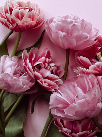 Téléchargez les photos : Belles tulipes roses à plat posé sur fond rose. Élégantes fleurs tendance nature morte, composition artistique. Fond d'écran vertical étonnant floral - en image libre de droit