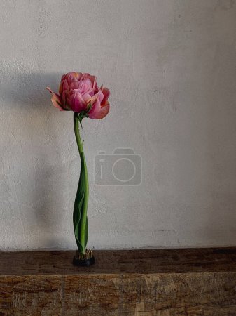 Foto de Hermoso tulipán rosa sobre fondo rústico. Flor con estilo bodegón, composición artística. Floral increíble fondo de pantalla vertical - Imagen libre de derechos
