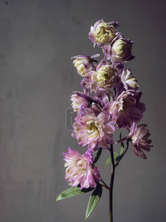 Foto de Hermoso delphinium púrpura sobre fondo rústico malhumorado. Flores con estilo naturaleza muerta en el hogar, composición artística. Papel pintado vertical floral - Imagen libre de derechos