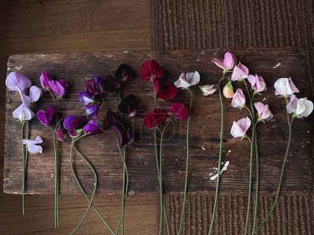 Photo for Beautiful colorful sweet peas flat lay on rustic wooden background. Stylish flowers still life, artistic composition. Floral vertical wallpaper. Lathyrus - Royalty Free Image