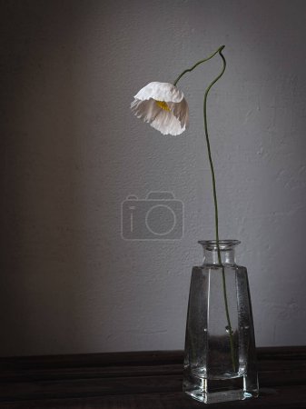 Téléchargez les photos : Beau coquelicot dans un vase en verre sur fond rustique humide. Élégante fleur nature morte, composition artistique. Fond d'écran vertical floral - en image libre de droit