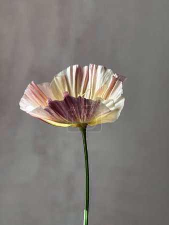 Photo for Beautiful eschscholzia on moody grey background. Stylish flowers still life, artistic composition. Floral vertical wallpaper - Royalty Free Image