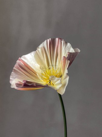 Photo for Stylish flower still life, artistic composition. Beautiful eschscholzia on moody grey background. Floral vertical wallpaper - Royalty Free Image