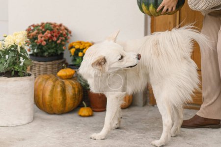 Foto de Lindo perro blanco de pie a los pies de los propietarios en el fondo de la entrada de la casa decorada con crisantemos de otoño y brezo. Propietario decoración porche con mascota - Imagen libre de derechos