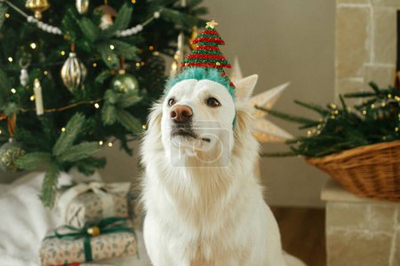 Téléchargez les photos : Adorable chien avec bandeau d'arbre festif assis sur fond d'arbre de Noël décoré élégant et cadeaux. Joyeux Noël ! Animaux de compagnie et vacances d'hiver. Portrait de chien spitz danois blanc mignon - en image libre de droit