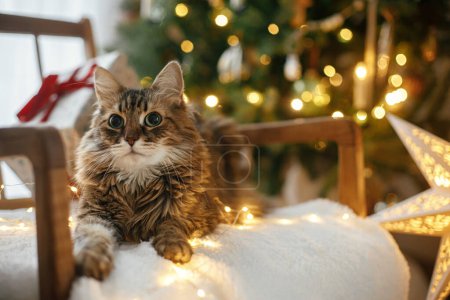 Foto de Adorable gato acostado con elegantes regalos de Navidad y luces doradas en acogedor sillón contra el árbol de Navidad decorado. ¡Feliz Navidad! Vacaciones de mascotas e invierno. Nochebuena mágica atmosférica - Imagen libre de derechos