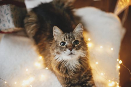 Photo for Adorable cat sitting with christmas golden lights on cozy armchair against stylish christmas tree, top view. Merry Christmas! Pet and winter holidays. Atmospheric magical christmas eve - Royalty Free Image