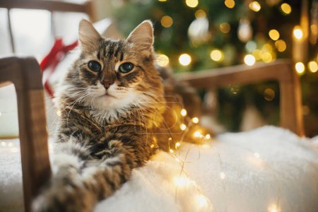Foto de ¡Feliz Navidad! Adorable gato acostado con elegantes regalos de Navidad y luces doradas en acogedor sillón contra el árbol de Navidad decorado. Nochebuena mágica atmosférica. Mascotas y vacaciones de invierno - Imagen libre de derechos
