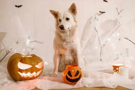 Photo for Trick or treat Cute white dog sitting with Jack o lantern pumpkin and candy bucket on background of spider web, ghost, bats and glowing candle lights in evening. Happy Halloween! - Royalty Free Image