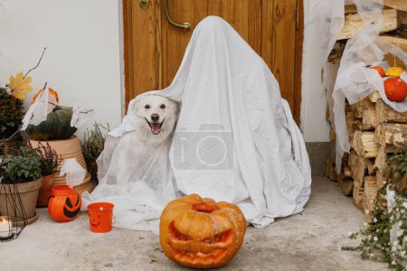 Foto de Fantasma aterrador y lindo perro con Jack o linterna en frente de la casa con adornos espeluznantes de halloween en el porche. ¡Truco o trato! Persona y cachorro vestido como truco fantasma o trato. Feliz Halloween! - Imagen libre de derechos