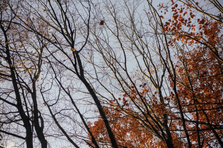 Foto de Bosque otoñal en luz cálida y soleada. ¡Hola Fall! Bosques otoñales y hojas amarillas en ramas en el cielo, vista desde arriba. Fondo de pantalla de otoño y bandera - Imagen libre de derechos