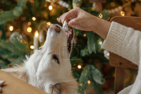 Téléchargez les photos : Vacances de Noël dans l'atmosphère, animaux de compagnie et temps de famille. Main tenant biscuit au pain d'épice avec glaçage et chien mignon aidant dégustation et lécher la pâte à sucre sur fond de lumières dorées de Noël - en image libre de droit