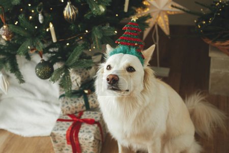 Photo for Adorable dog with festive tree headband sitting on background of stylish decorated christmas tree and gifts. Merry Christmas! Pet and winter holidays. Portrait of cute white danish spitz dog - Royalty Free Image