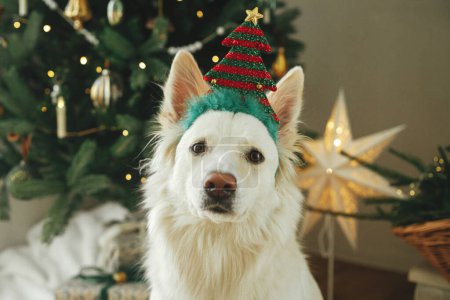 Foto de Lindo perro con accesorio de árbol festivo sentado en el fondo del elegante árbol de Navidad decorado y regalos. Vacaciones de mascotas e invierno. Retrato de perro blanco dulce en la sala de Navidad. Feliz Navidad.! - Imagen libre de derechos
