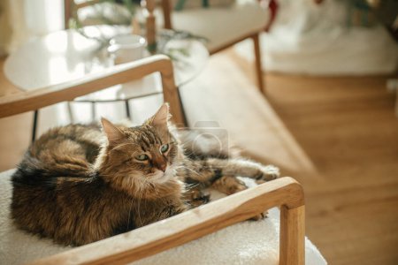 Téléchargez les photos : Adorable chat assis sur un fauteuil moderne et relaxant sur fond d'arbre de Noël décoré élégant dans une pièce ensoleillée. Animaux de compagnie et vacances d'hiver. Ambiance confortable temps de Noël - en image libre de droit