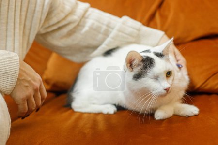 Téléchargez les photos : Adorable chat sans un œil assis sur le canapé avec une femme dans la chambre. Concept d'adoption des animaux. mignon peur blessé chat détente sur lit - en image libre de droit