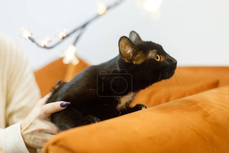 Téléchargez les photos : Adorable chat noir dans les mains de la femme assis sur le canapé dans la chambre. Concept d'adoption des animaux. Personne en pull confortable caressant chat effrayé mignon sur le lit - en image libre de droit