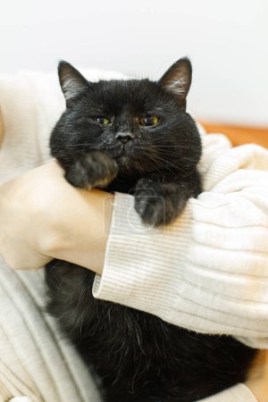 Téléchargez les photos : Adorable vieux chat noir assis dans les mains de la femme dans la chambre. Concept d'adoption des animaux. Personne en pull confortable étreignant chat effrayé mignon sur le lit - en image libre de droit