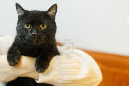 Téléchargez les photos : Adorable vieux chat noir assis dans les mains de la femme dans la chambre. Concept d'adoption des animaux. Personne en pull confortable étreignant chat effrayé mignon sur le lit - en image libre de droit