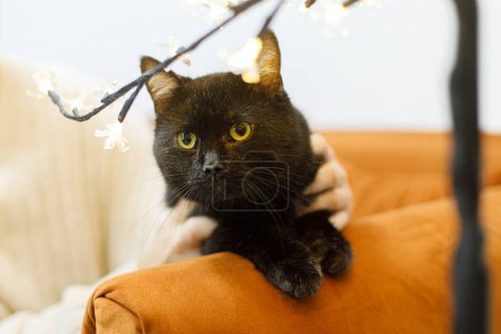 Foto de Adorable gato negro viejo sentado en el sofá en la habitación con luces de Navidad. Concepto de adopción de mascotas. Persona en suéter acogedor abrazando gato asustado lindo - Imagen libre de derechos