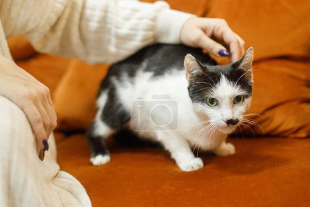 Photo for Adorable black and white cat sitting on sofa in room. Pet adoption concept. Person in cozy sweater caressing cute scared cat with funny emotion on bed - Royalty Free Image